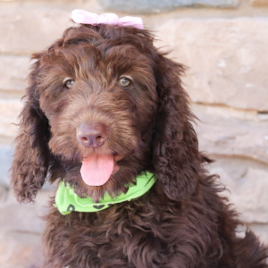 Labradoodle Puppy Kenzie