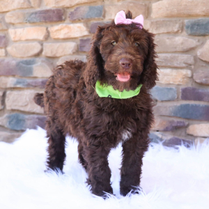 Labradoodle Puppy Kenzie