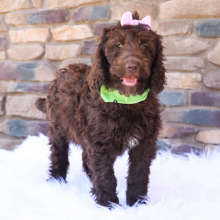 Labradoodle Puppy Kenzie