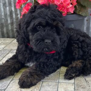 Cockapoo Puppy Scout