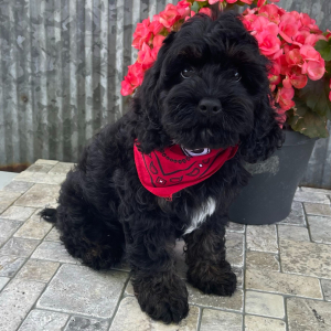 Cockapoo Puppy Scout