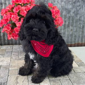 Cockapoo Puppy Scout