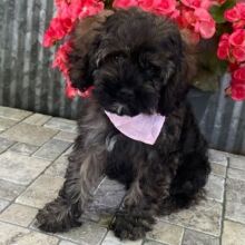 Cockapoo Puppy Serena