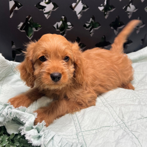Cavapoo Puppy Javid