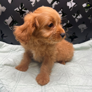 Cavapoo Puppy Javid