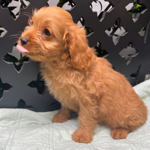 Cavapoo Puppy Javid
