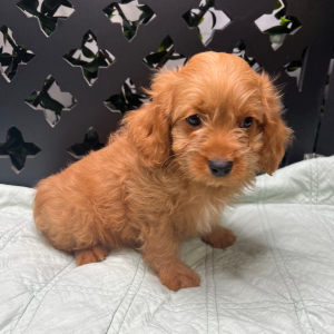 Cavapoo Puppy Javid