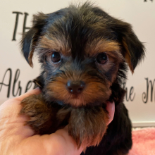 Yorkshire Terrier Puppy Grace