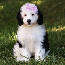 Bernedoodle Puppy Mia