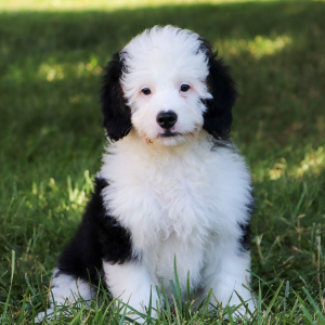 Bernedoodle Puppy Mia