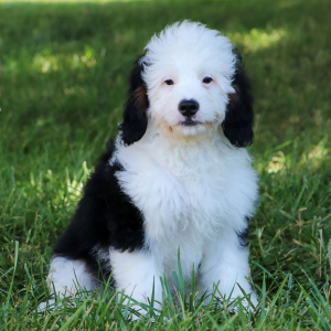 Bernedoodle Puppy Mia