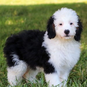 Bernedoodle Puppy Mia