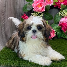 Shih Tzu Puppy Lola