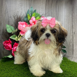Shih Tzu Puppy Lola