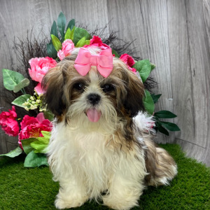 Shih Tzu Puppy Lola