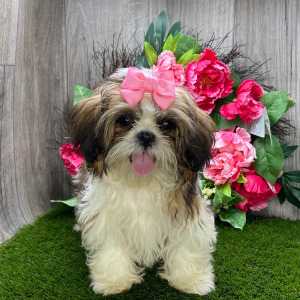 Shih Tzu Puppy Lola