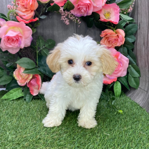 Havanese Puppy Tasha
