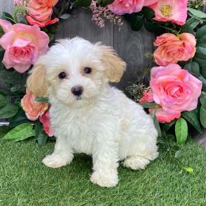 Havanese Puppy Tasha