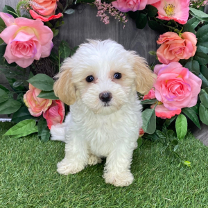 Havanese Puppy Tasha
