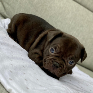 French Bulldog Puppy Hershey