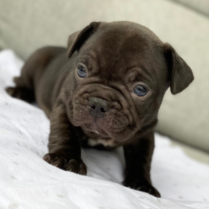 French Bulldog Puppy Hershey
