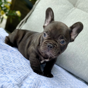 French Bulldog Puppy Hershey