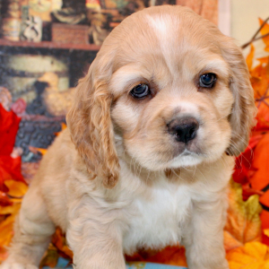 Cocker Spaniel Puppy Bruno