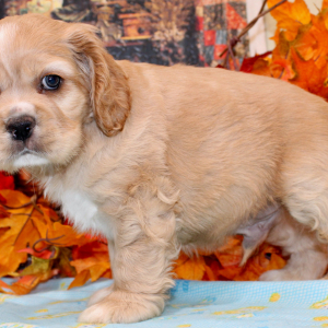 Cocker Spaniel Puppy Bruno