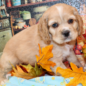 Cocker Spaniel Puppy Bruno