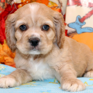 Cocker Spaniel Puppy Bruno