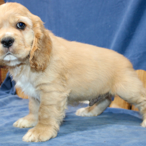 Cocker Spaniel Puppy Bruno