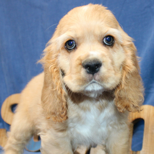 Cocker Spaniel Puppy Bruno