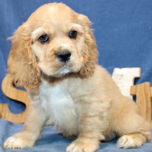 Cocker Spaniel Puppy Bruno