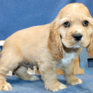Cocker Spaniel Puppy Bruno