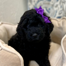 Labradoodle Puppy Rolanda