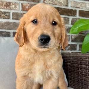 Golden Retriever Puppy King