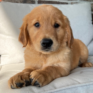 Golden Retriever Puppy King
