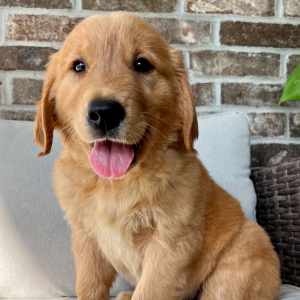 Golden Retriever Puppy King