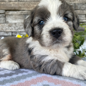 Bernedoodle Puppy Trent