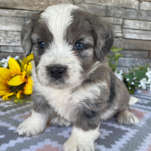Bernedoodle Puppy Trent