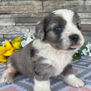 Bernedoodle Puppy Trent