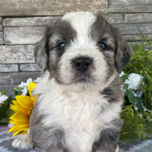 Bernedoodle Puppy Trent