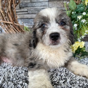 Bernedoodle Puppy Trent