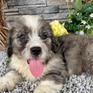 Bernedoodle Puppy Trent