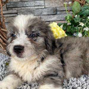 Bernedoodle Puppy Trent