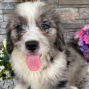 Bernedoodle Puppy Trent