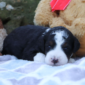 Bernedoodle Puppy Lilyy