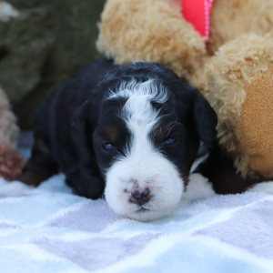 Bernedoodle Puppy Lilyy