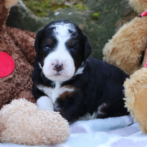 Bernedoodle Puppy Lilyy