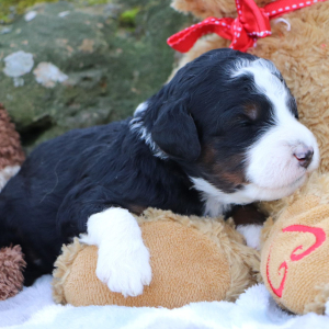 Bernedoodle Puppy Lilyy